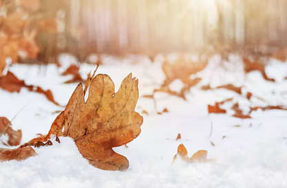 Ночью в Благовещенске выпадет небольшой снег
