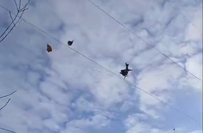 Фото: скриншот видео t.me/ohotaamur28