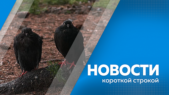 Новости короткой строкой. Благовещенец встретил двух волков на Новотроицком шоссе. Ещё 10 незаконных мигрантов покинули Амурскую область и страну. В селе Чигири заметили нечто похожее на смерч.