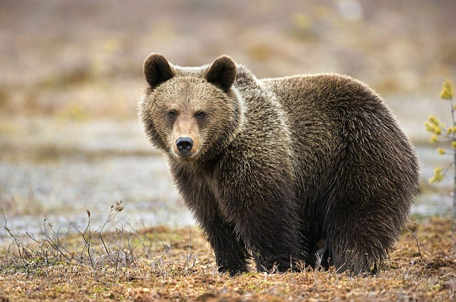 В Приамурье открыли сезон охоты на бурого медведя