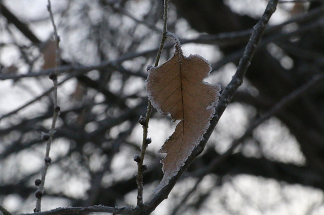 В четверг в Приамурье пройдёт небольшой снег