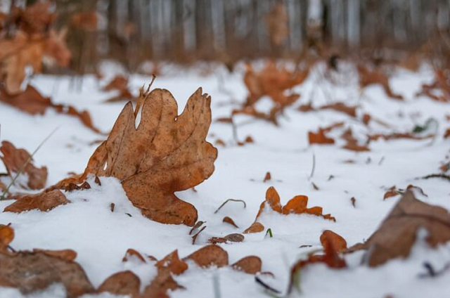 Осадки разной интенсивности ожидаются местами в выходные в Приамурье