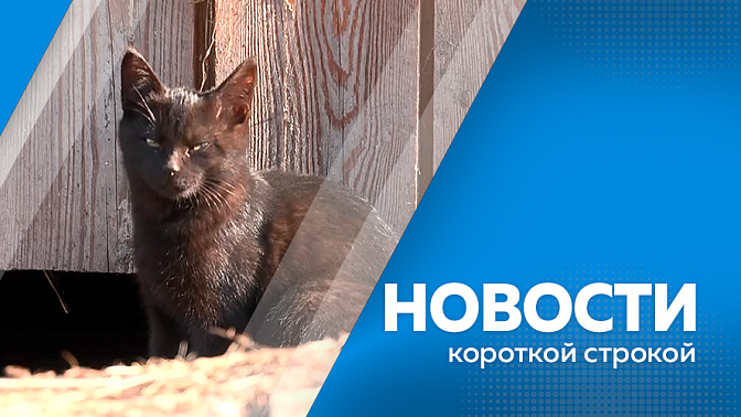 Новости короткой строкой. Господдержка амурских аграриев увеличилась более чем в 1,5 раза. Предпринимателей приглашают побороться за звание «Экспортёр года». Инвесторы Приамурья могут напрямую обратиться к губернатору Василию Орлову. Бесплатные курсы по ф