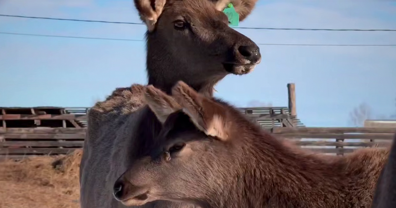 Фото: t.me/OrlovAmur