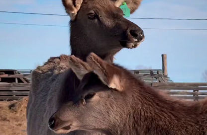 Благородные маралы под Благовещенском: амурчанин создал уникальный экопарк