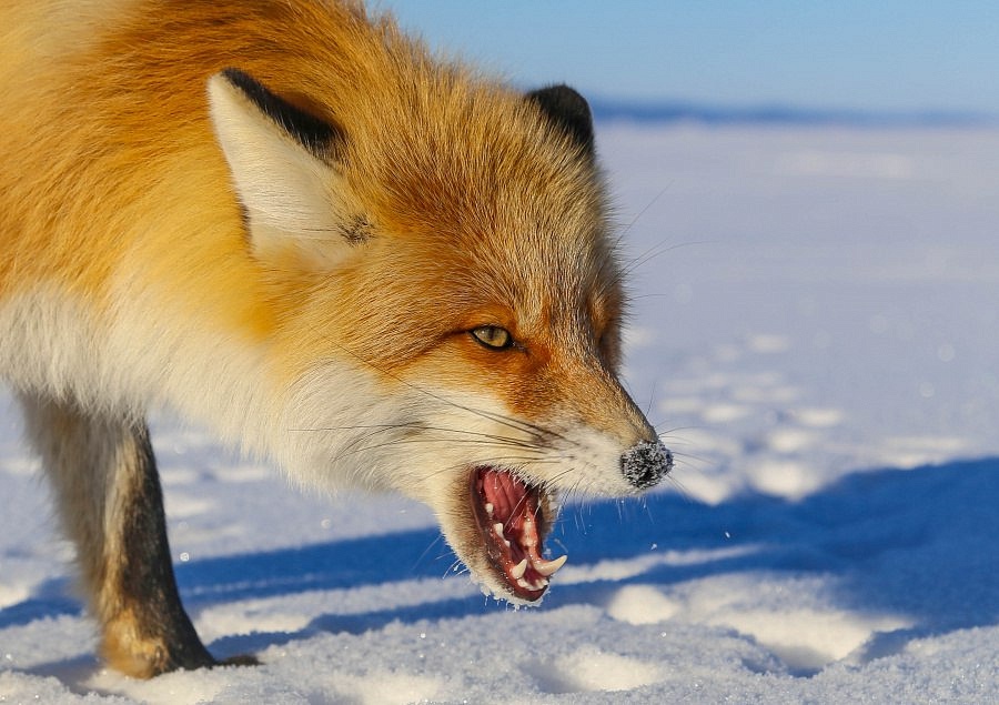 Фото: t.me/vet_ao