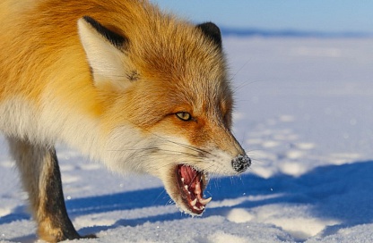 Лисы-переносчики: очаг бешенства обнаружили в лесах Тамбовского округа 