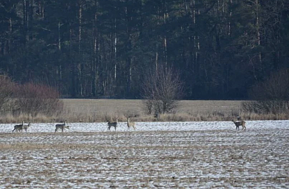 Тепловизор, карабин и ванна для добычи: в Приамурье на трассе поймали браконьеров 