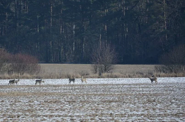 Тепловизор, карабин и ванна для добычи: в Приамурье на трассе поймали браконьеров 