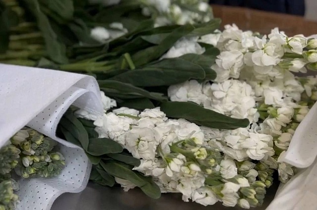 Яркие границы: импорт цветов в Амурскую область увеличился на 4 миллиона штук 