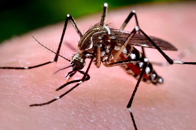 Амурчанин с курорта привёз в регион лихорадку денге  