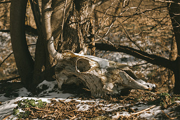 Фото: stock.adobe.com