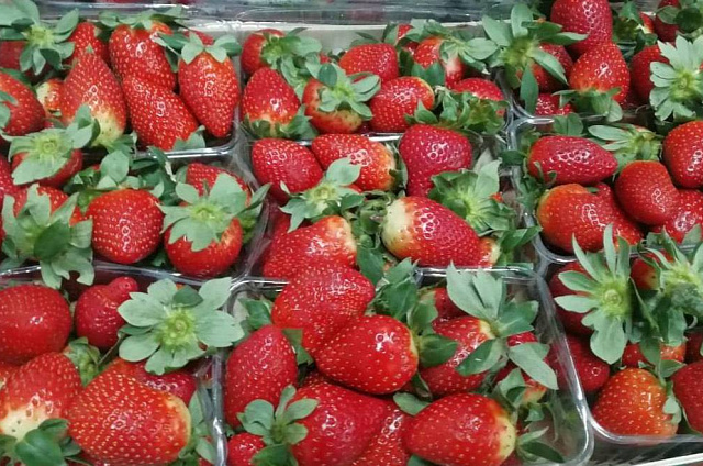 Около 20 тонн заражённой клубники из Китая сожгут в Приамурье