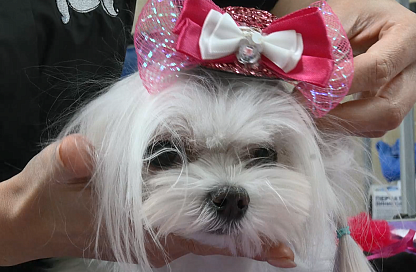 Мода на лапках: какие новогодние костюмы выбирают амурчане для своих питомцев