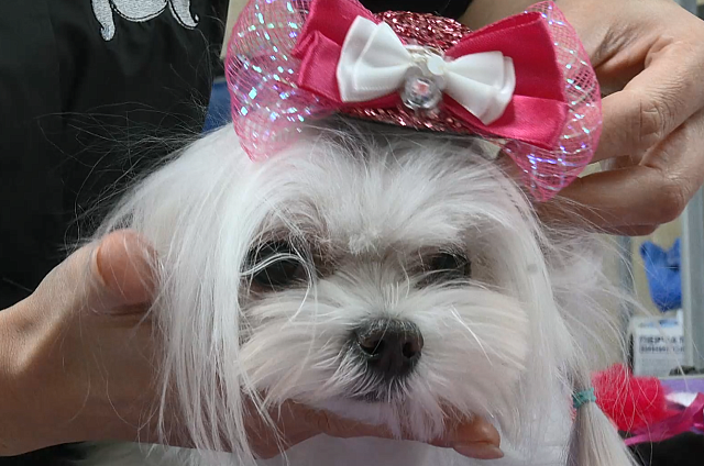 Мода на лапках: какие новогодние костюмы выбирают амурчане для своих питомцев