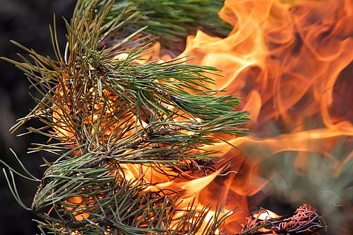 Фото: pixabay