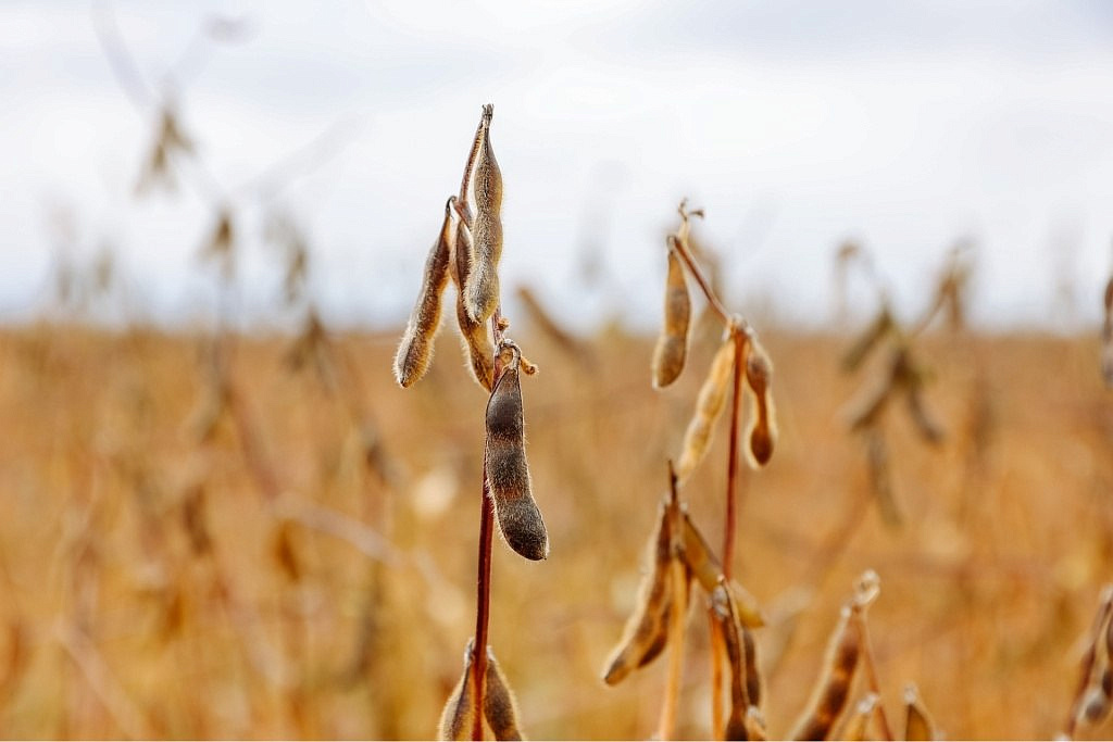 Фото: правительство Амурской области