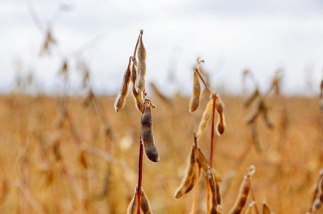 Рекордный урожай и новый завод: в Приамурье подвели итоги уборочной кампании