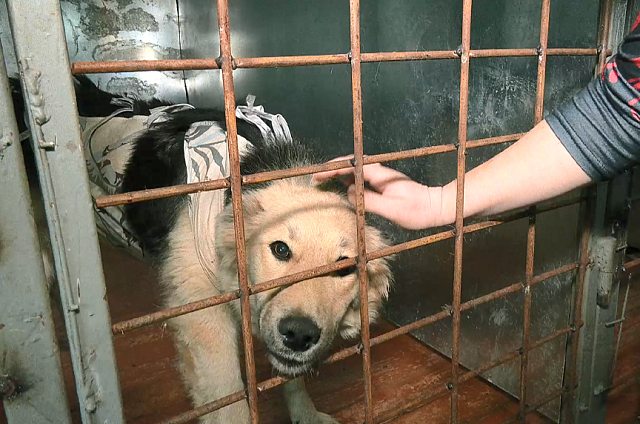 В Шимановске в приюте для бездомных собак количество мест увеличат до 300