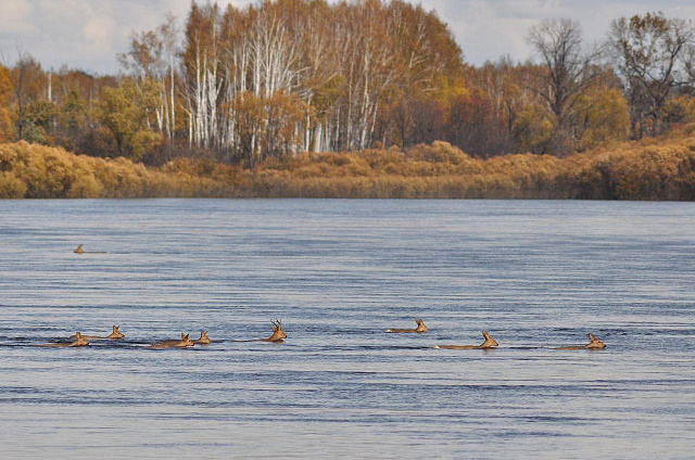 В Приамурье завершилась массовая миграция косули, на переправе через реку Нору насчитано 879 особей