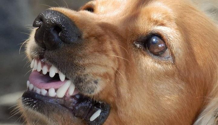 Фото: pxhere.com