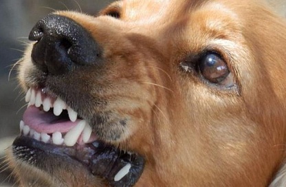 Власти увеличивают штрафы за недобросовестное содержание потенциально опасных собак