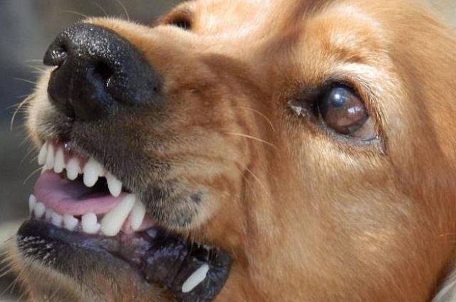 Власти увеличивают штрафы за недобросовестное содержание потенциально опасных собак