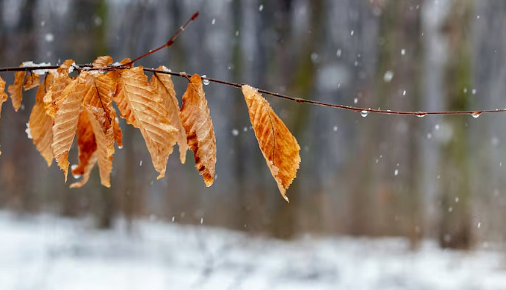 Фото: ru.freepik.com