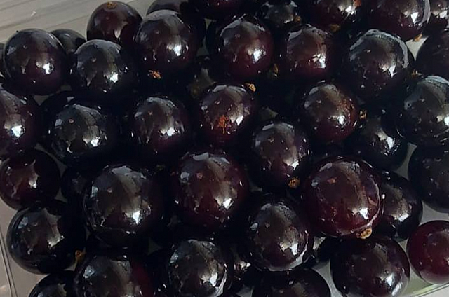 Амурчане смогут попробовать экзотическую ягоду: в Приамурье из Китая впервые привезли джаботикабу