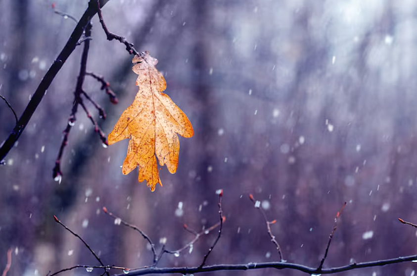 Фото: ru.freepik.com