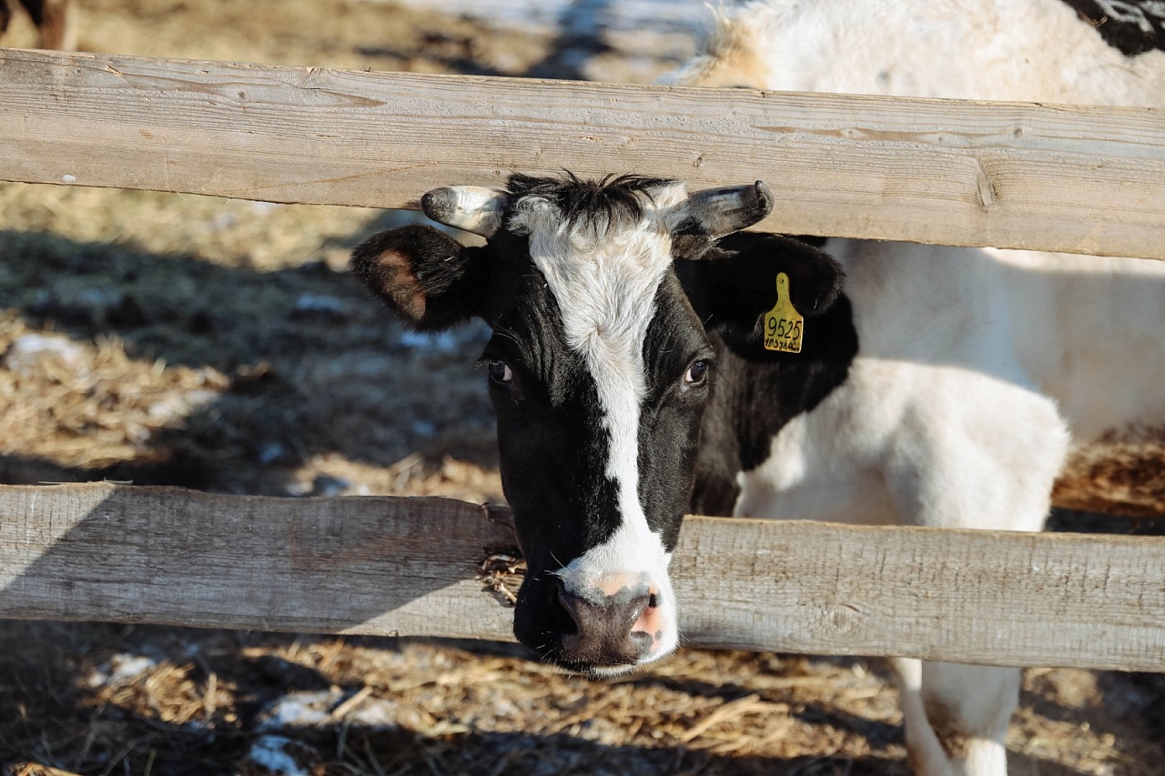 Фото: t.me/vet_ao