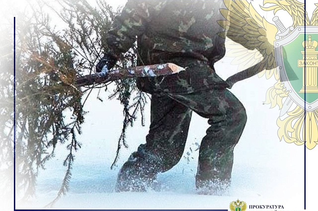 Штраф вместо праздника: чем может обернуться вырубка ёлки в лесу перед Новым годом