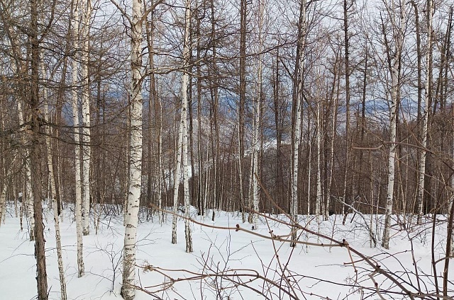 В Амурской области началась масштабная «перепись» охотничьих видов животных