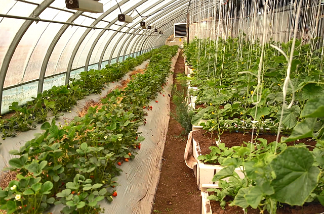 Предприниматели из Благовещенского округа первыми в регионе используют био-вегетарии, для отопления которых достаточно солнца и тепловентиляторов